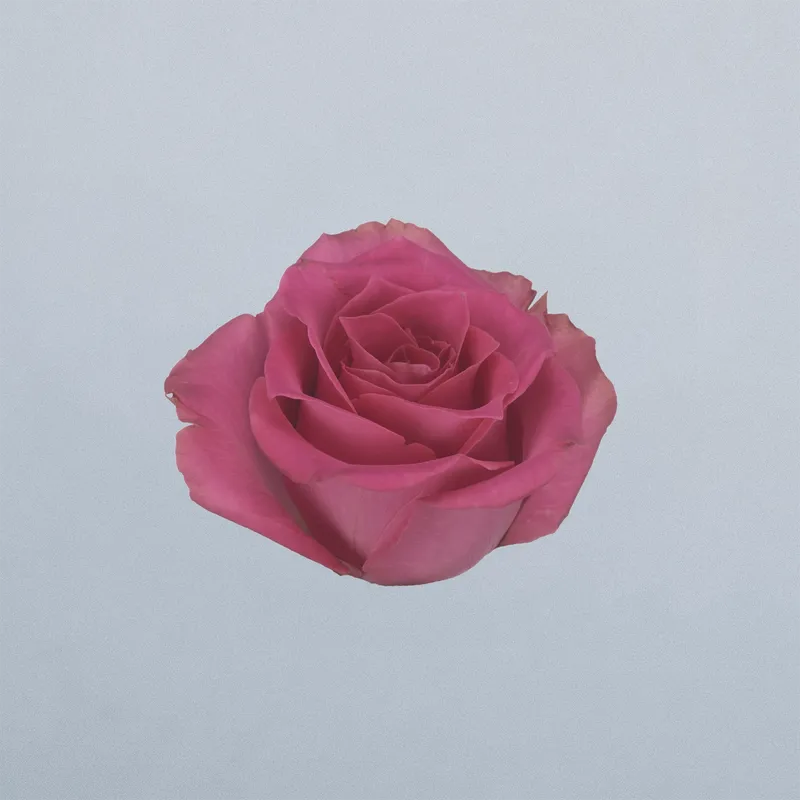 Annakyra - floricode