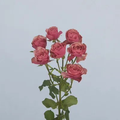 Antique Trendsetter®