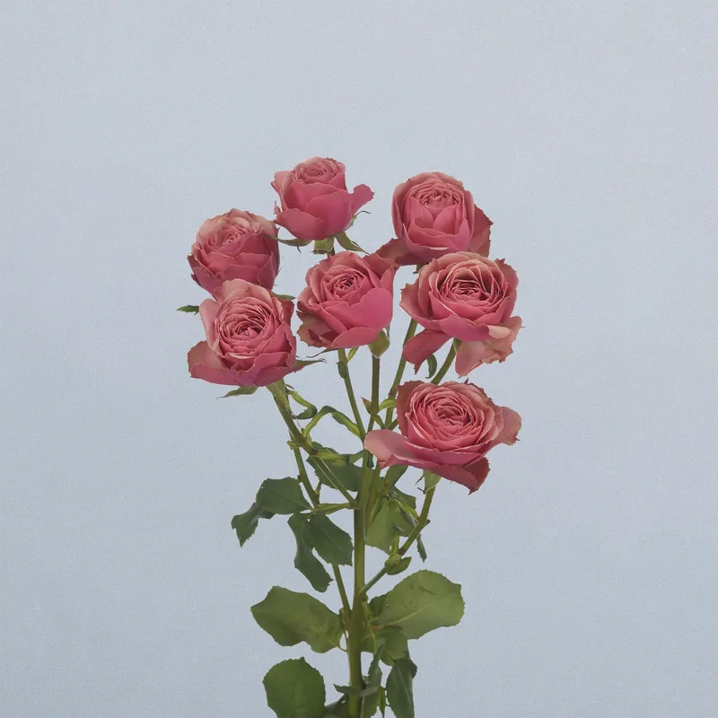 Antique Trendsetter - floricode