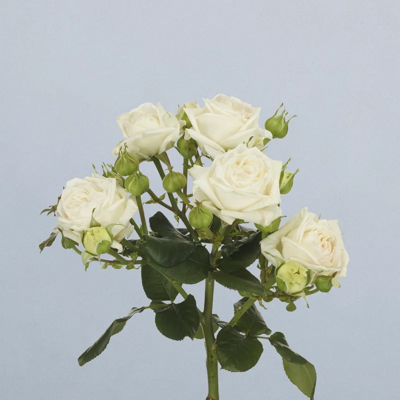 Bridal Flow - floricode