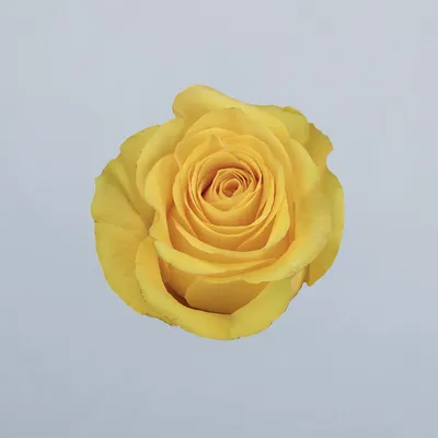 Brighton - floricode