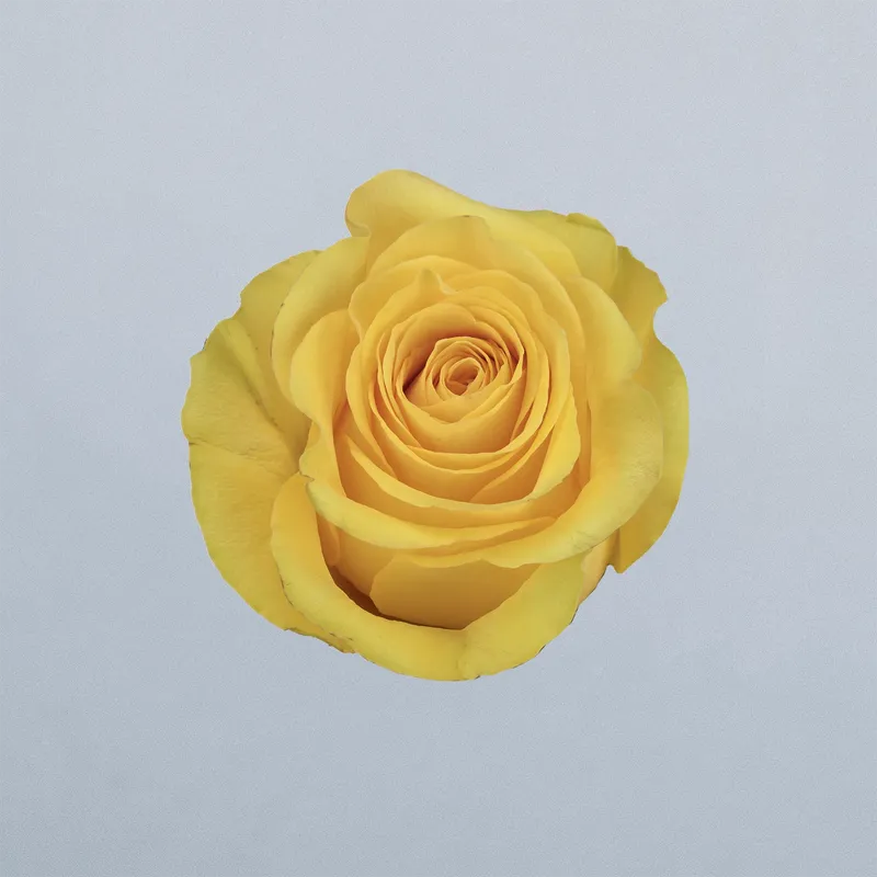 Brighton - floricode