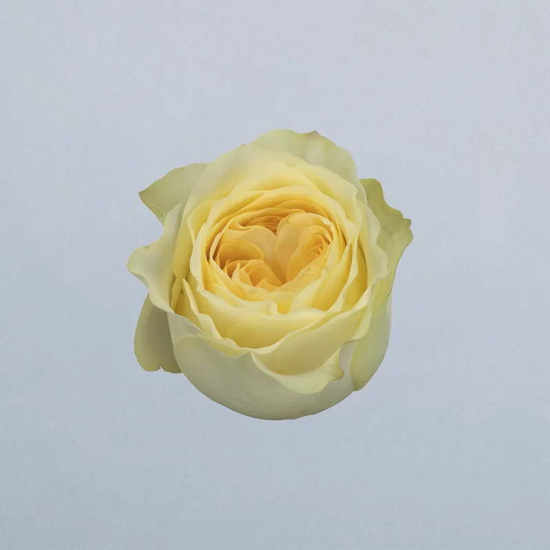 Buttercup - floricode