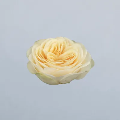 Buttercup (01) GF Intermediate HT