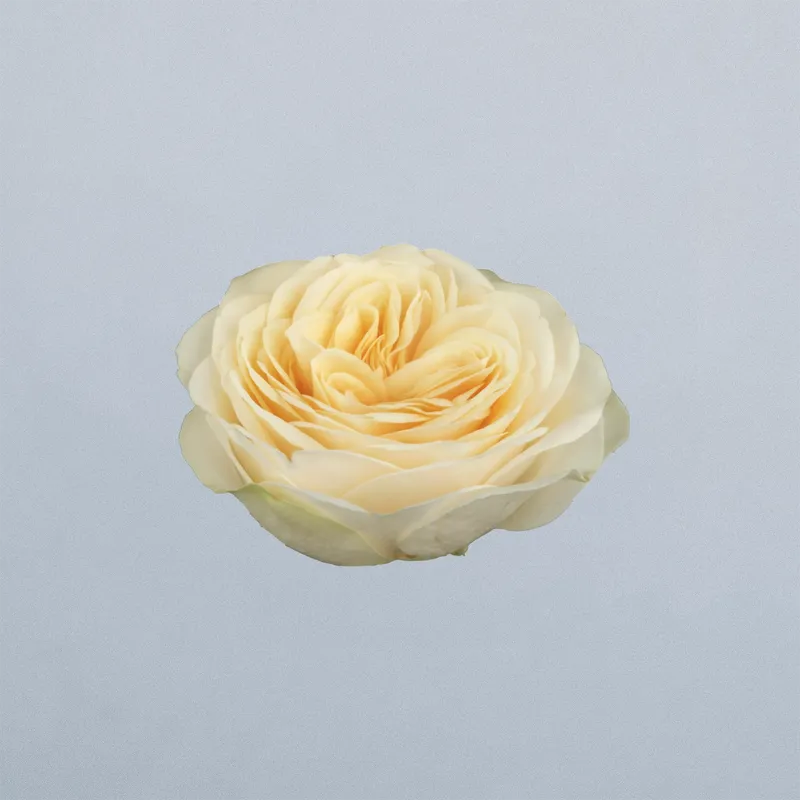 Buttercup (01) GF Intermediate HT