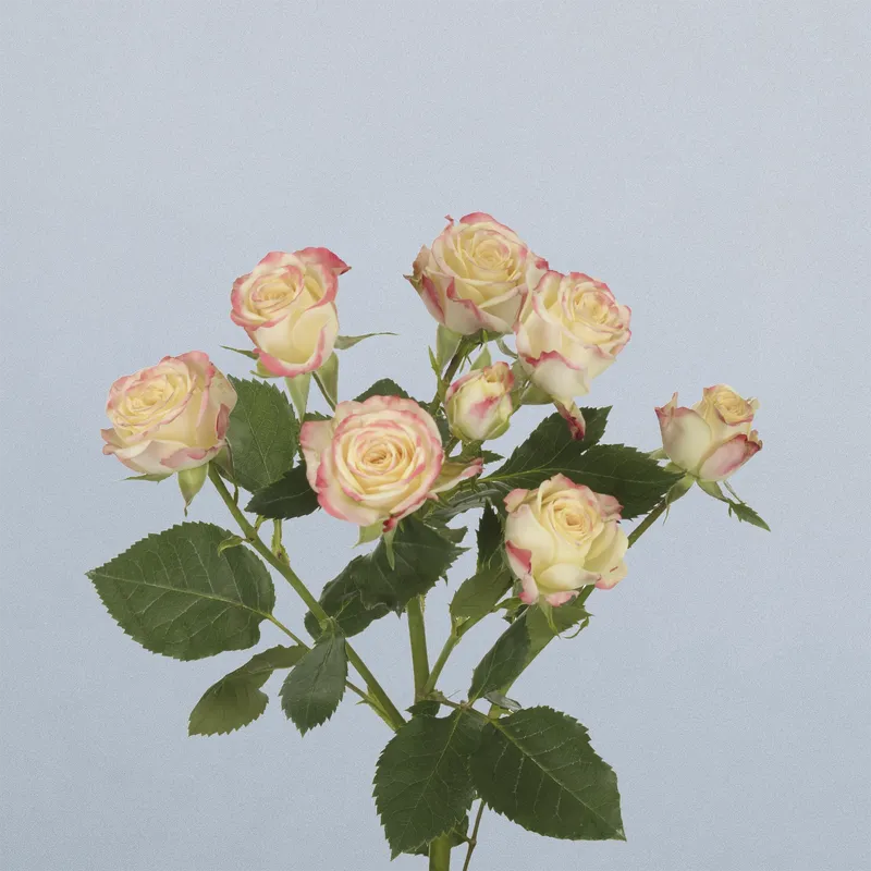 Candelicious - floricode