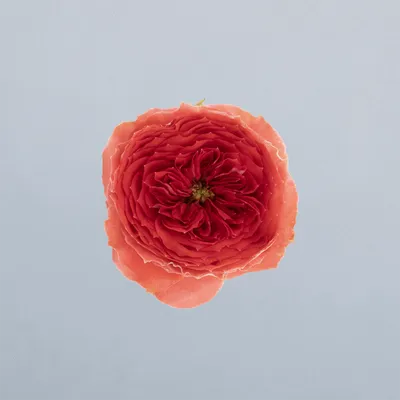 Catching Trendsetter®