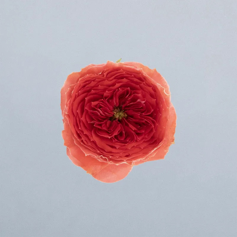 Catching Trendsetter_boven