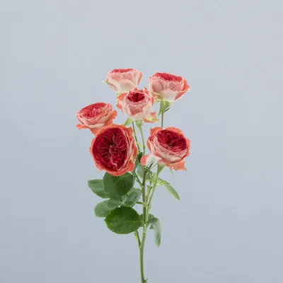 Catching Trendsetter_voor