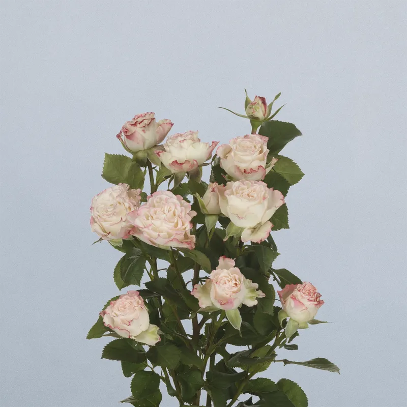 Charming Flow - IPT036913 (floricode)