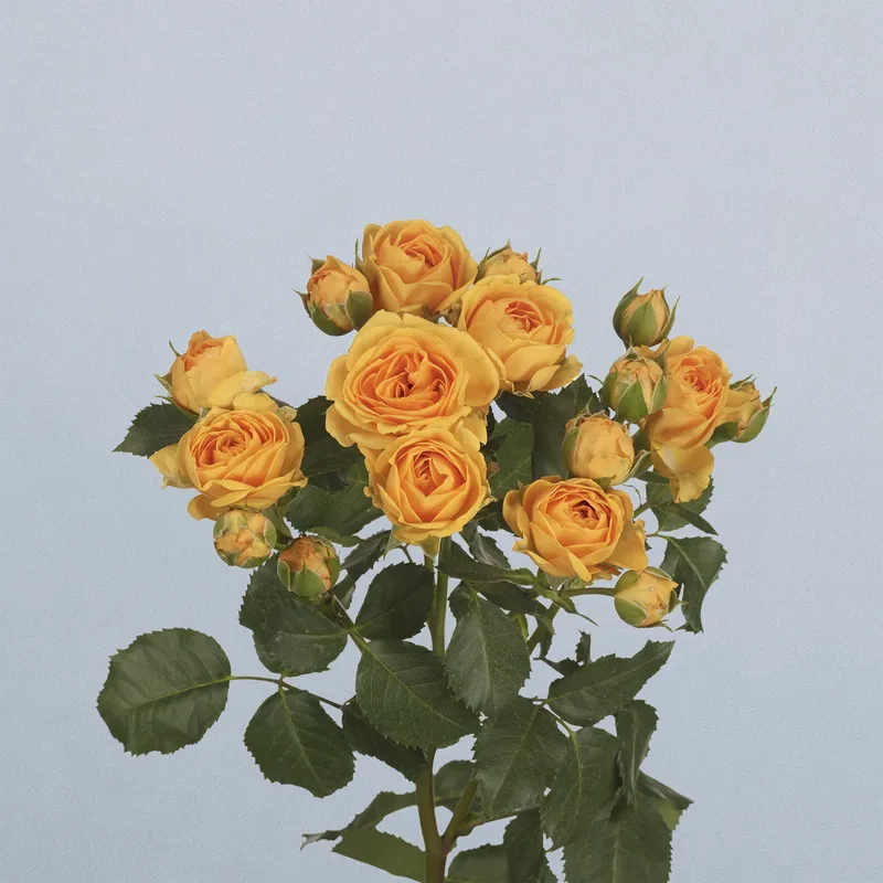 Cherokee - floricode