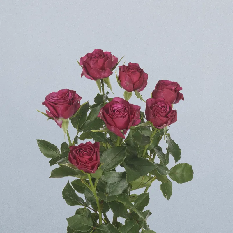 Cheyenne - floricode