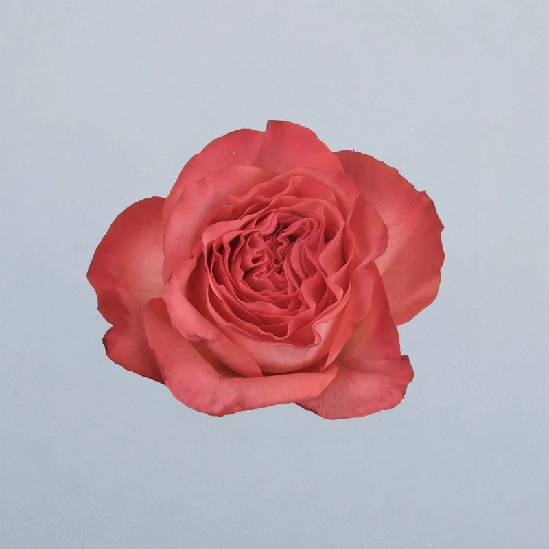 Coral Reeva - floricode