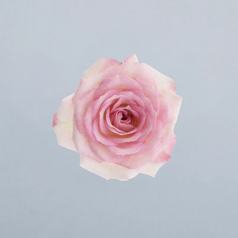 Creamy Twister_boven