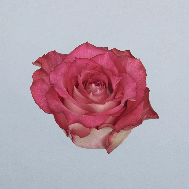 Crossfire - floricode