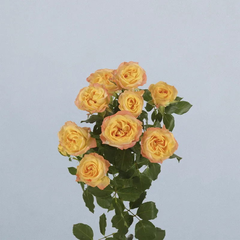 Eternal Flame - floricode