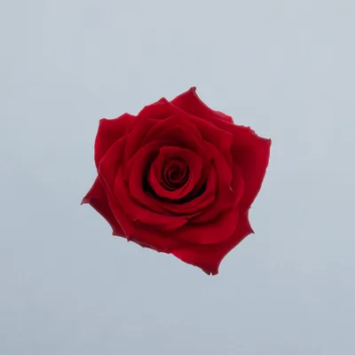 Interplant's Explorer®