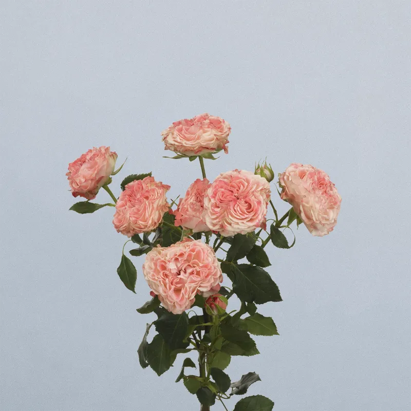 Fair Flow - floricode