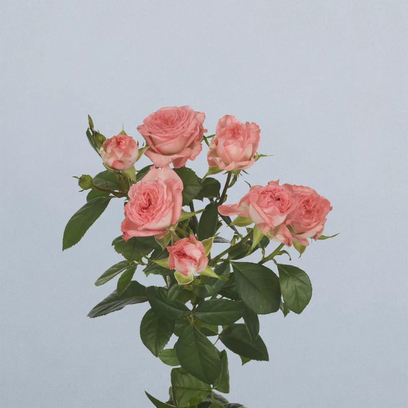 First Date - floricode