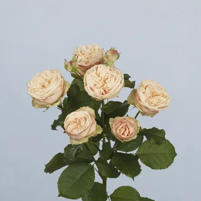 Gentle Trendsetter®