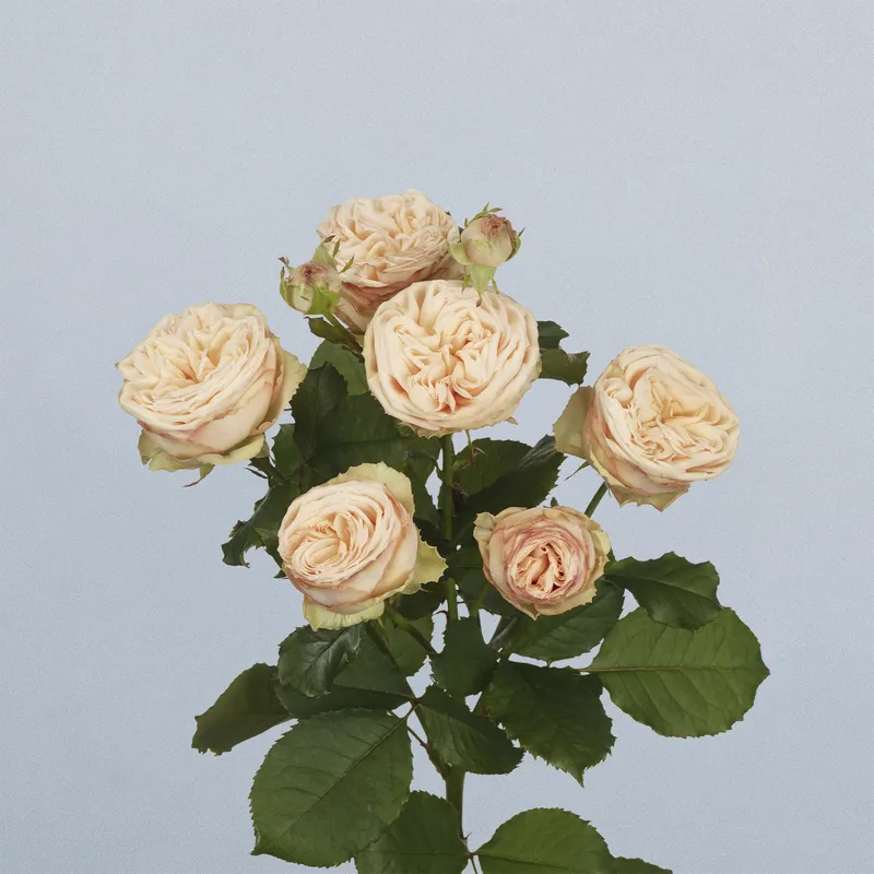 Gentle Trendsetter - floricode