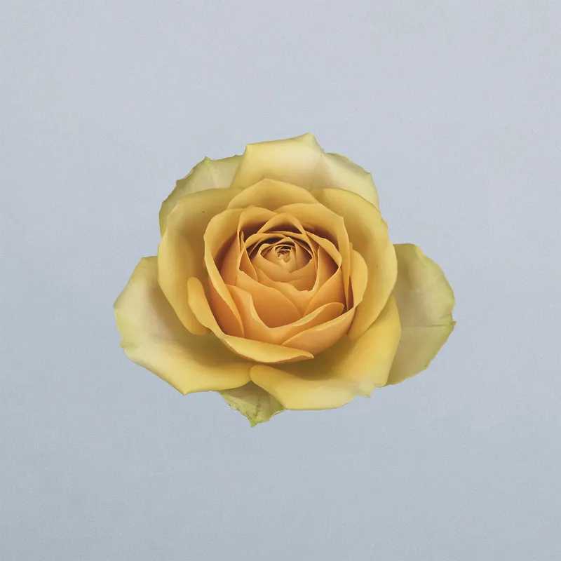 Golden Mustard - floricode