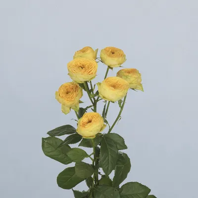 Golden Trendsetter - floricode