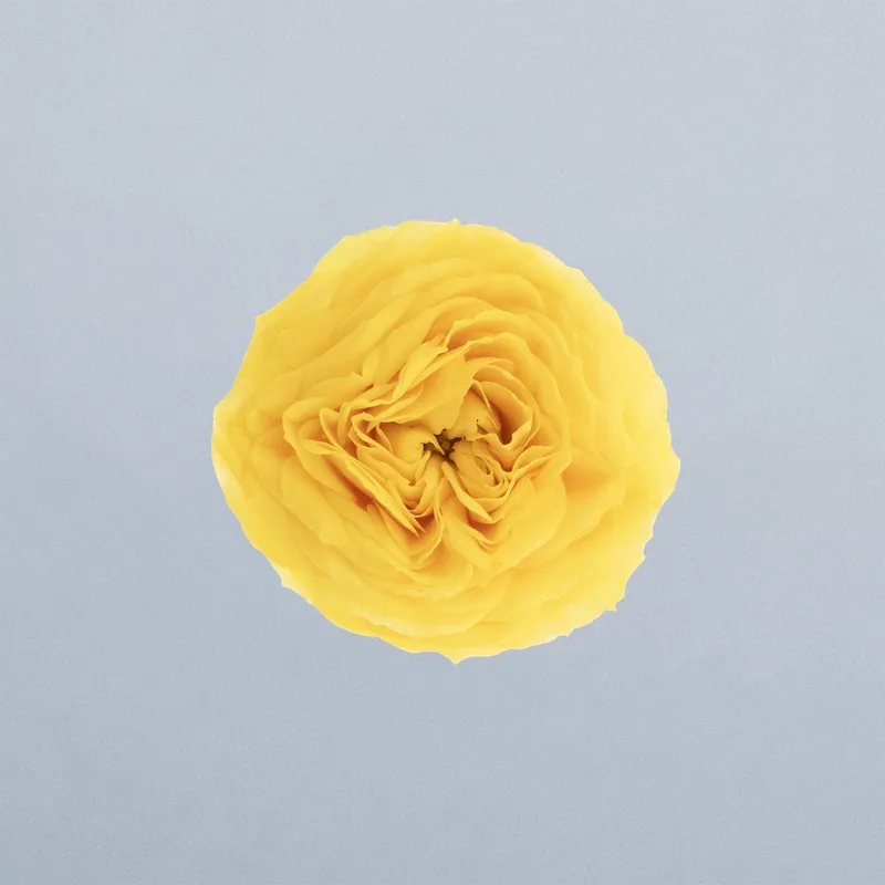 Golden Trendsetter_boven