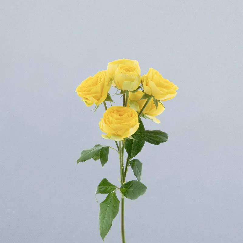 Golden Trendsetter_voor