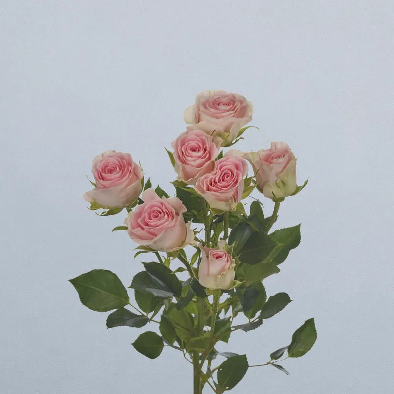 Good Mood - floricode