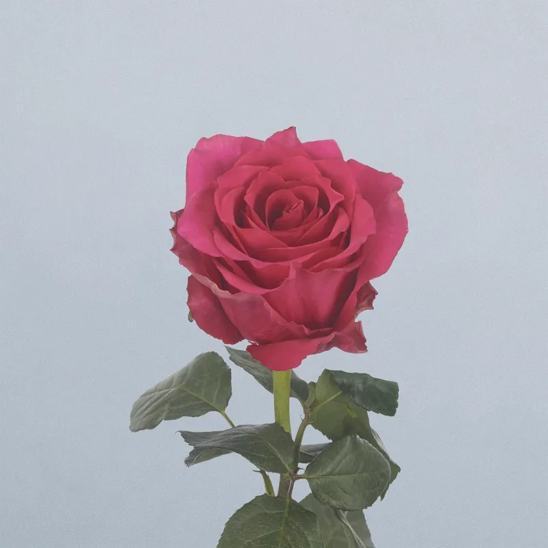 Hot Explorer - floricode