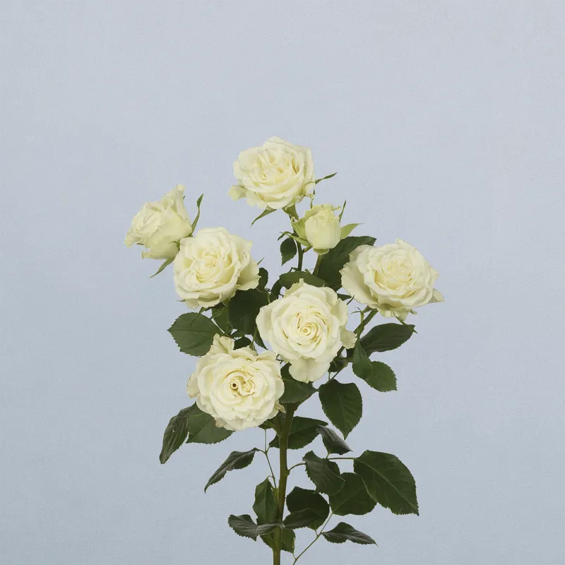 Ice Flow - floricode