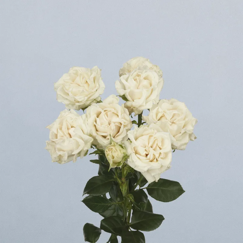 Ivory Flow - floricode