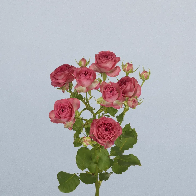 Jolly Trendsetter (floricode)