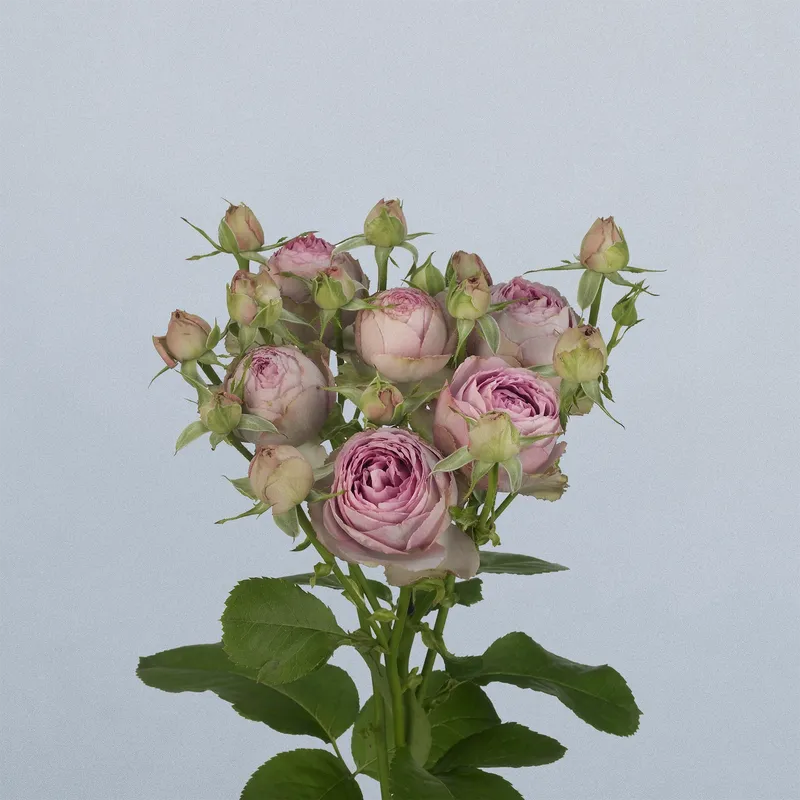 LAVENDER LACE - Floricode