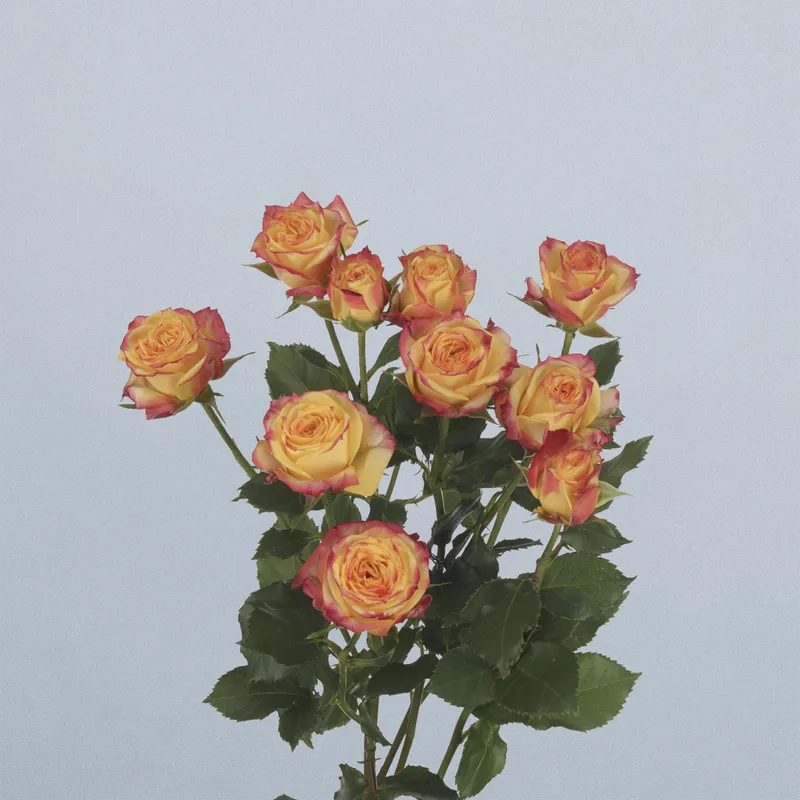 Land of Fire - Floricode