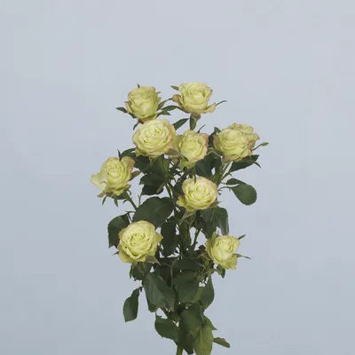 Limousine (floricode)