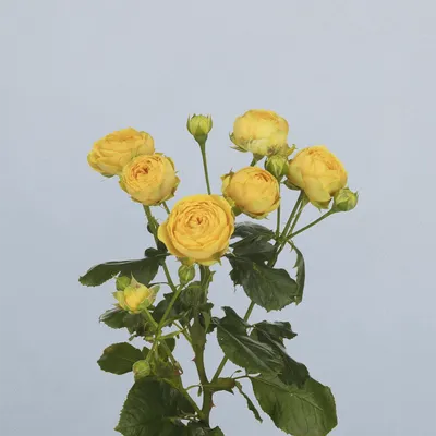 Luna Trendsetter - floricode