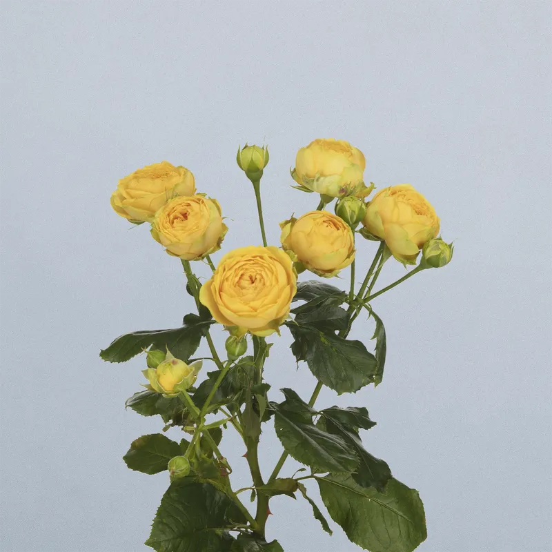 Luna Trendsetter - floricode