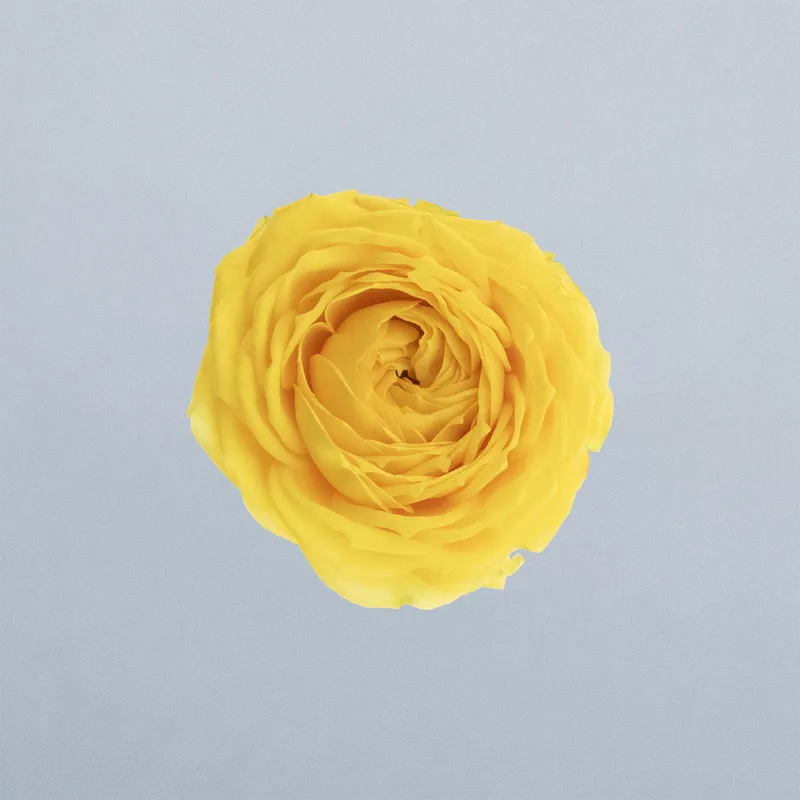 Luna Trendsetter_boven