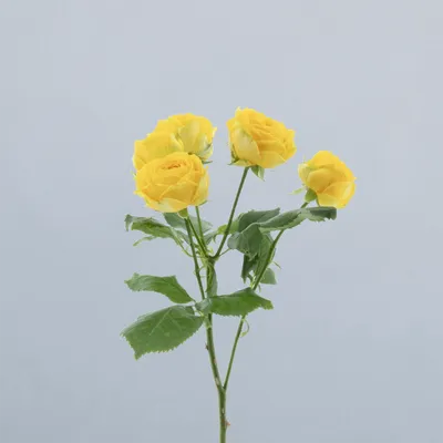 Luna Trendsetter_voor