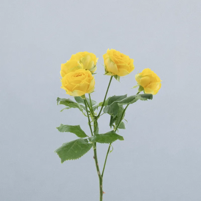 Luna Trendsetter_voor