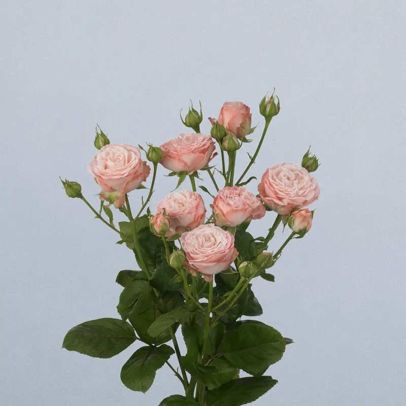 Madam Bombastic - Floricode