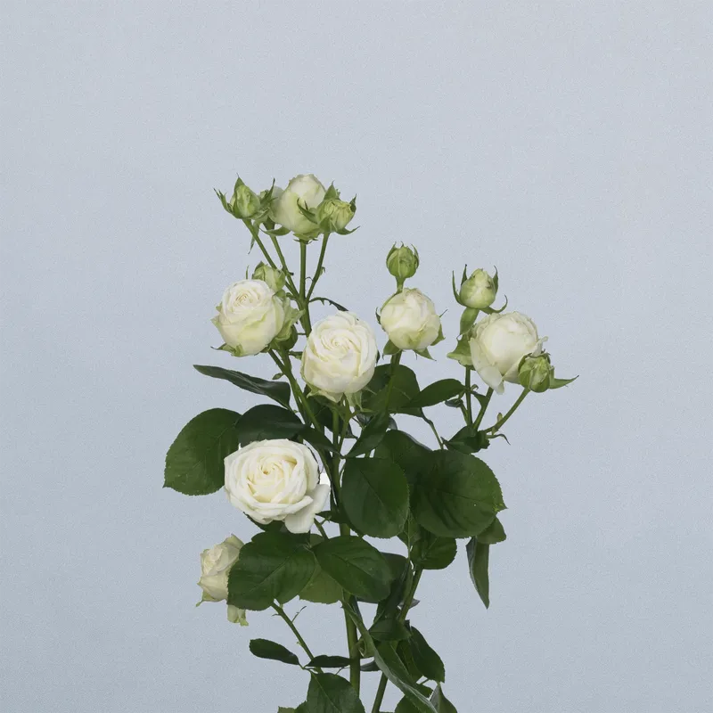 Miss Bombastic (floricode)