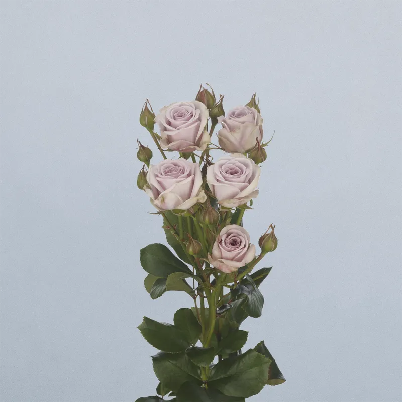 Nadia Duran - floricode