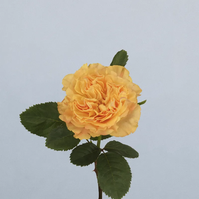 Orange Reeva - floricode