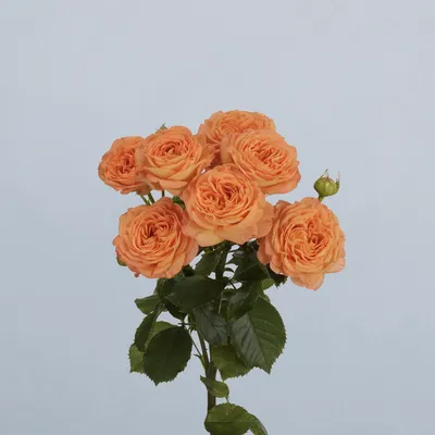 Orange Trendsetter - floricode