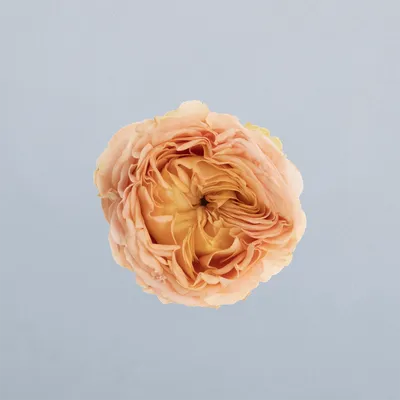 Orange Trendsetter_bovenpsd