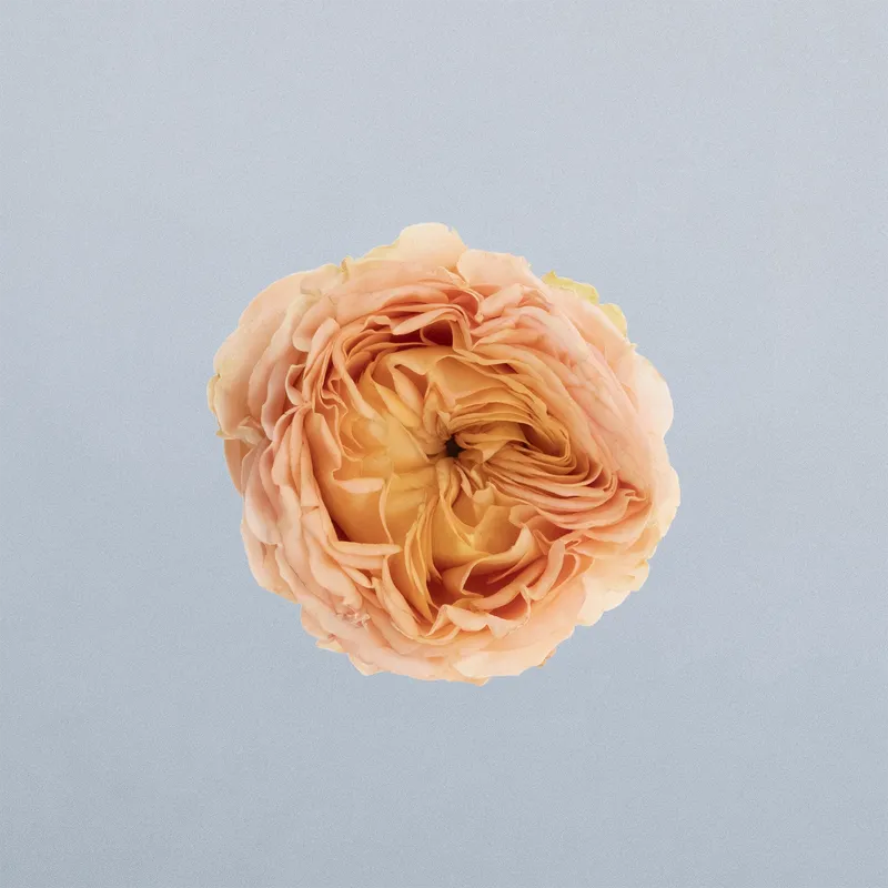 Orange Trendsetter_bovenpsd