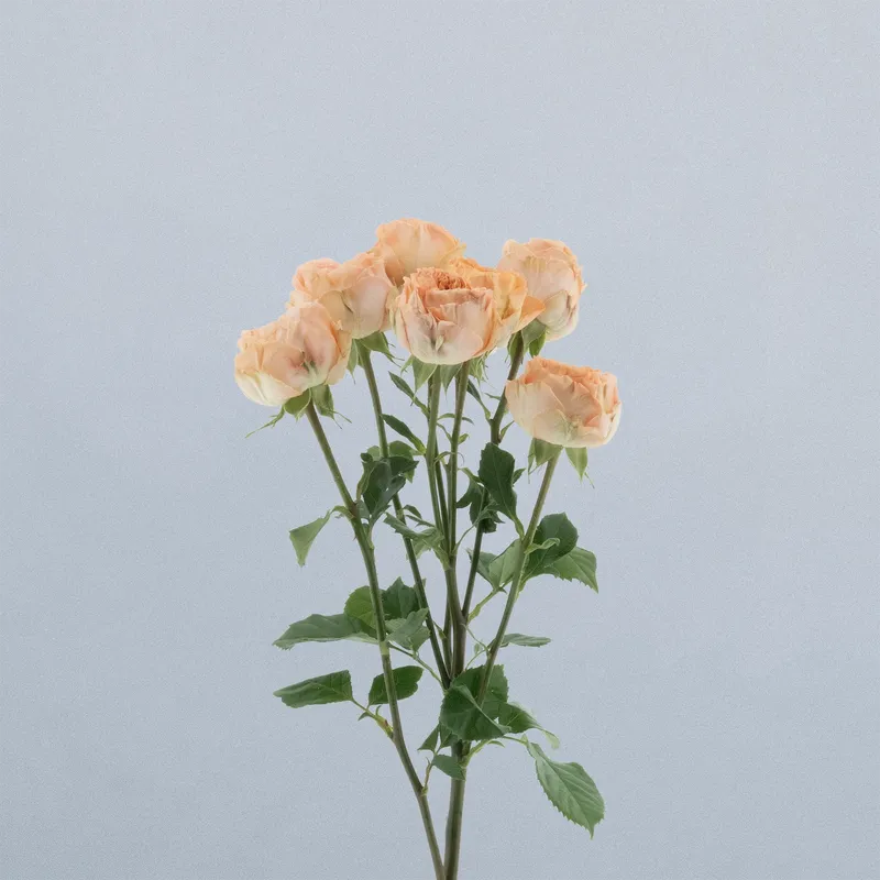 Orange Trendsetter_voor